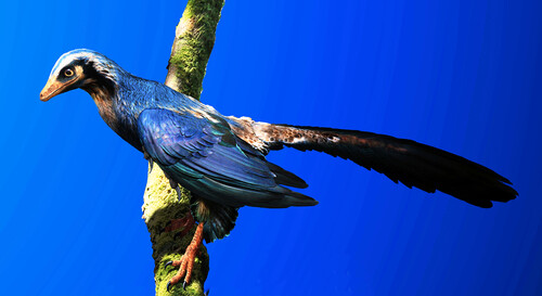 . Life reconstruction of Archaeopteryx, the iconic early bird from the Solnhofen Limestones in southern Germany. Image credit: Julius T. Csotonyi.